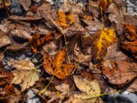 Teppich aus herbstlichen Ahornblättern